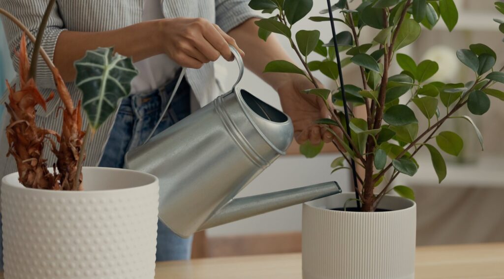 EASY TIPS ON HOW TO CARE FOR YOUR PLANTS