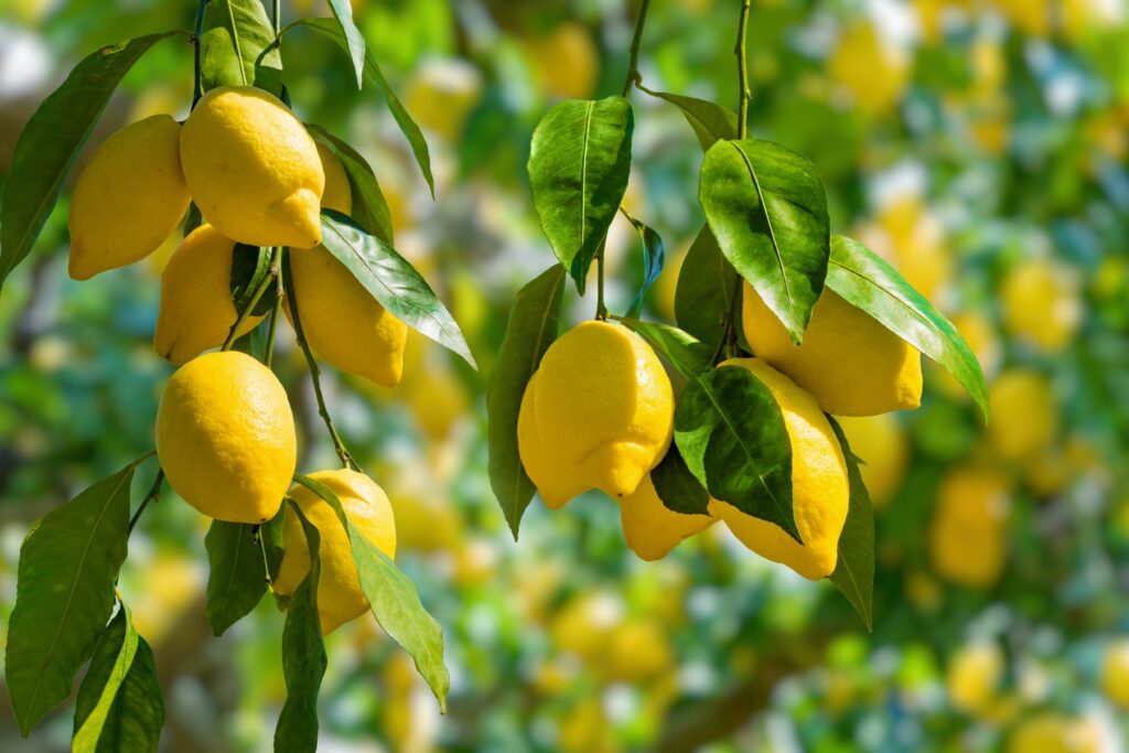 The Versatile Antioxidant Vitamin