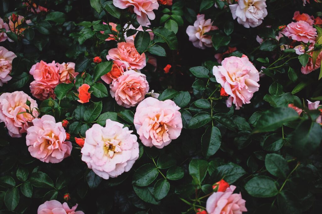 Rose Gardening