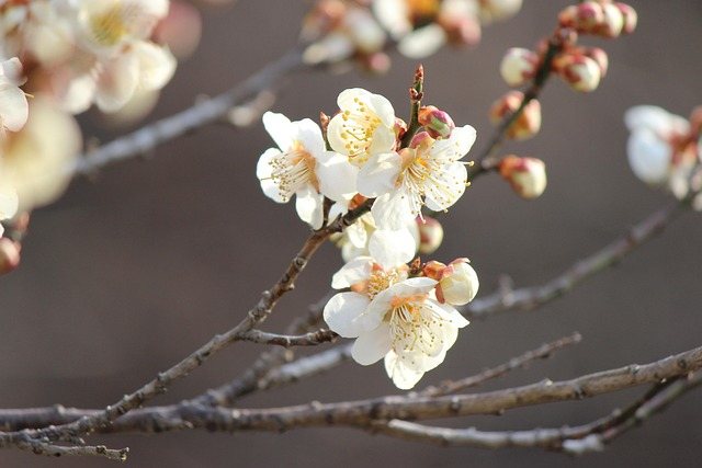 Fukushima Nuclear Debris Removal: A Major Step in Decommissioning