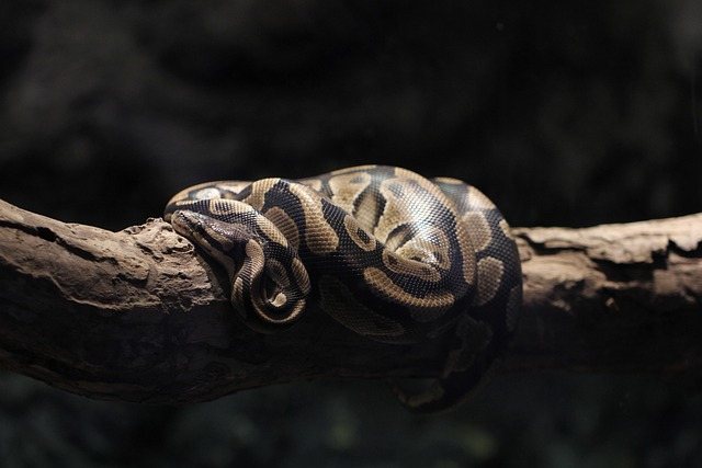 Enum Protocols in Python
