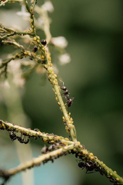 manage invasive species