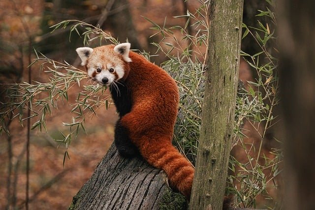 Calculate Fail Ratio per Tenant in Pandas DataFrame for Time Series Analysis