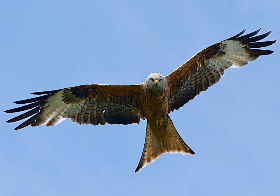 Bald eagle national bird