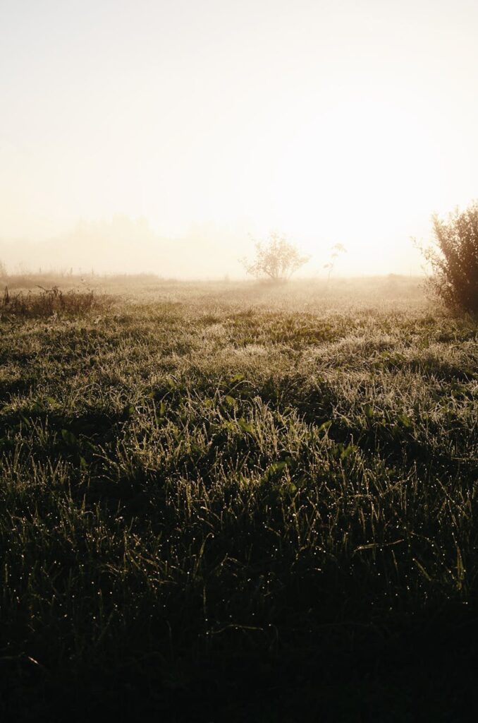 Agricultural Property Relief: Can Labour Rebuild Rural Trust?