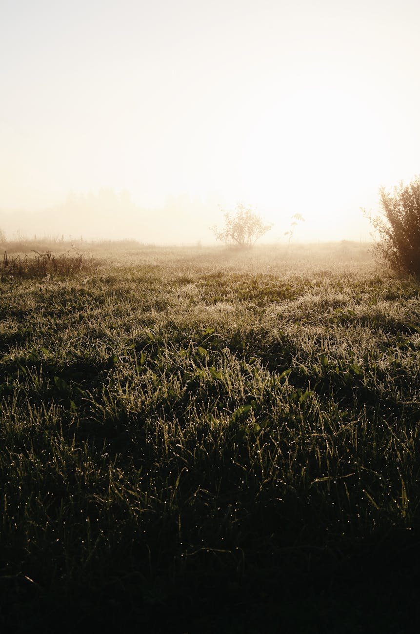 Agricultural Property Relief : Agricultural Property Relief: Can Labour Rebuild Rural Trust?
