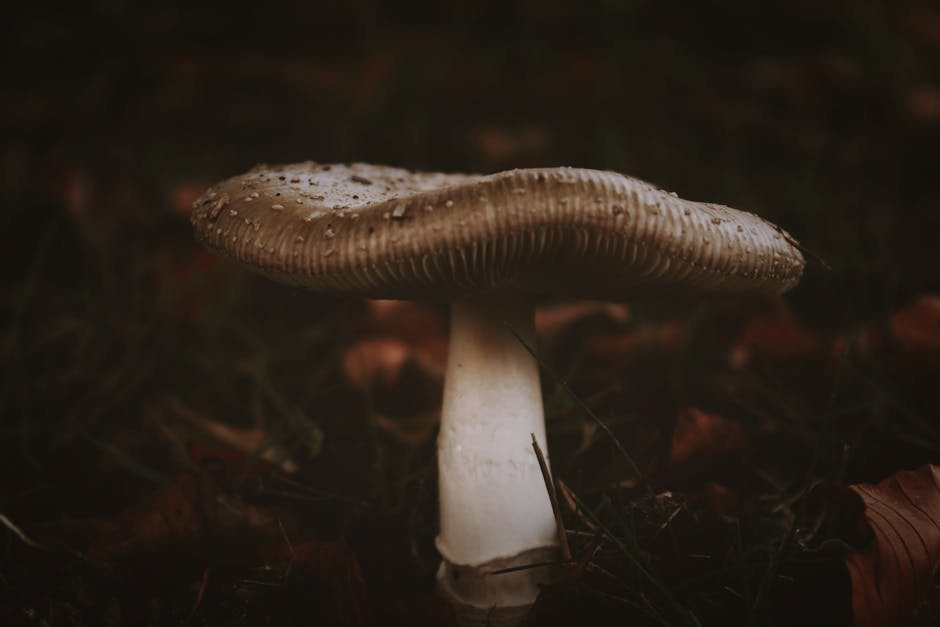 The Shocking Narrative of the Mushroom Murders