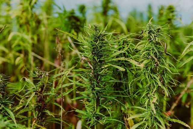 High-Potency Marijuana