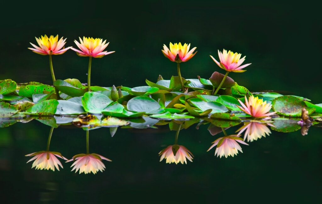 Water Gardens