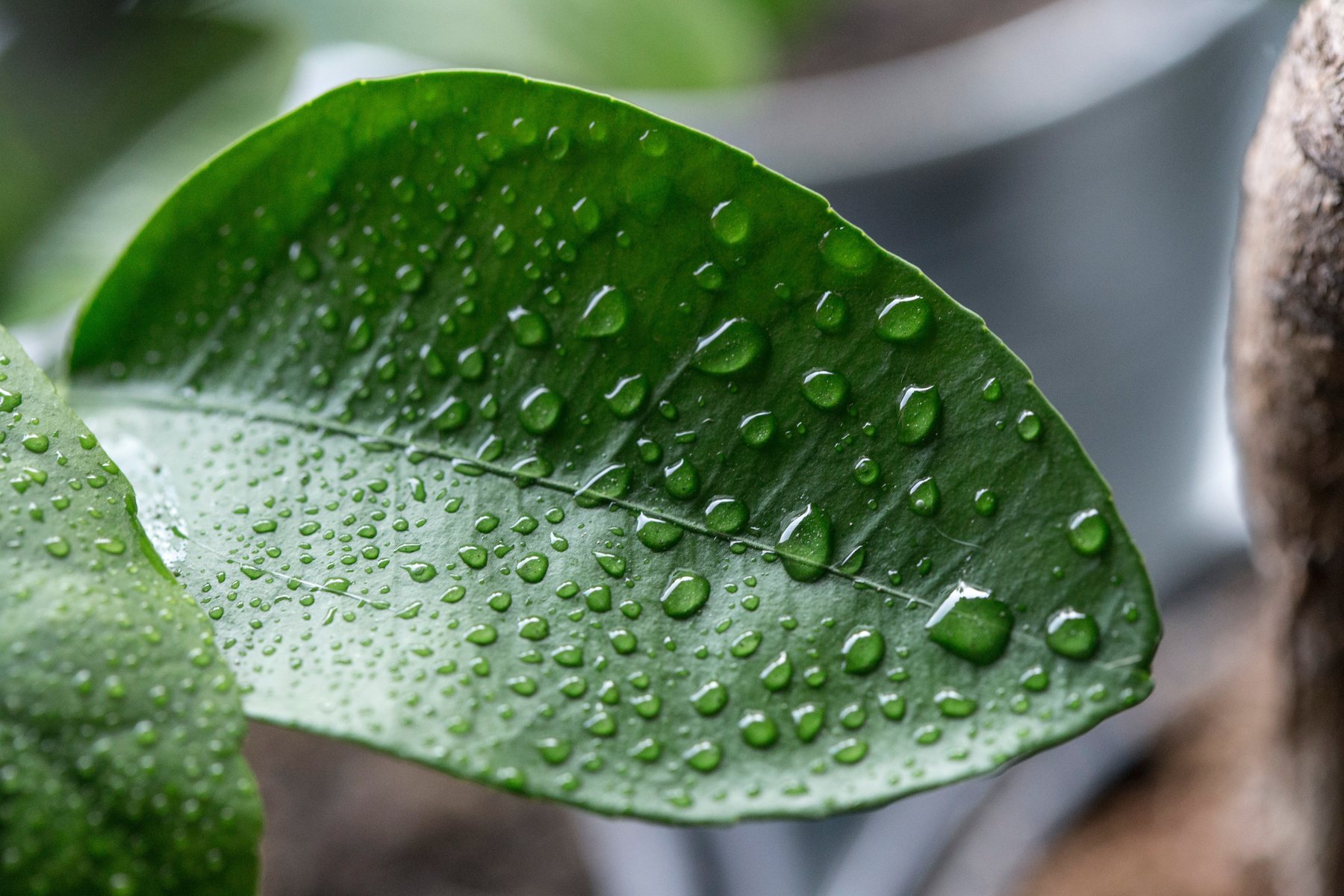 Easy Tips for Your Plant Care: