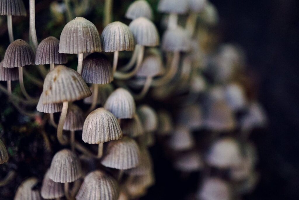 Gardening tips to avoid fungus during summer