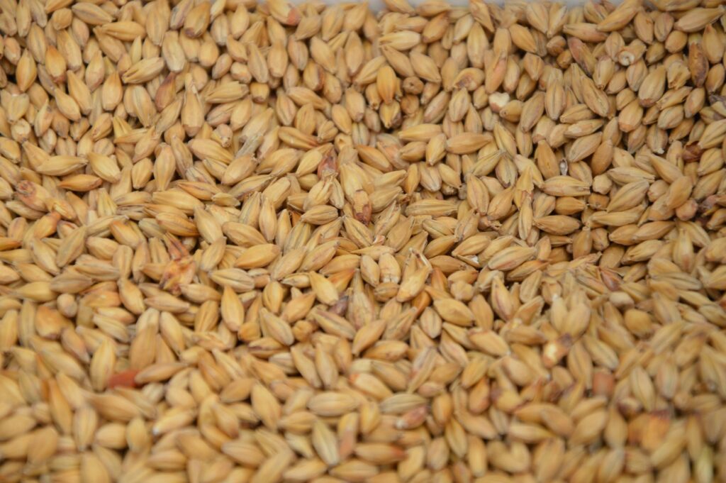 Populism in Policy: Unpacking the Politics Behind the Free Ration Scheme