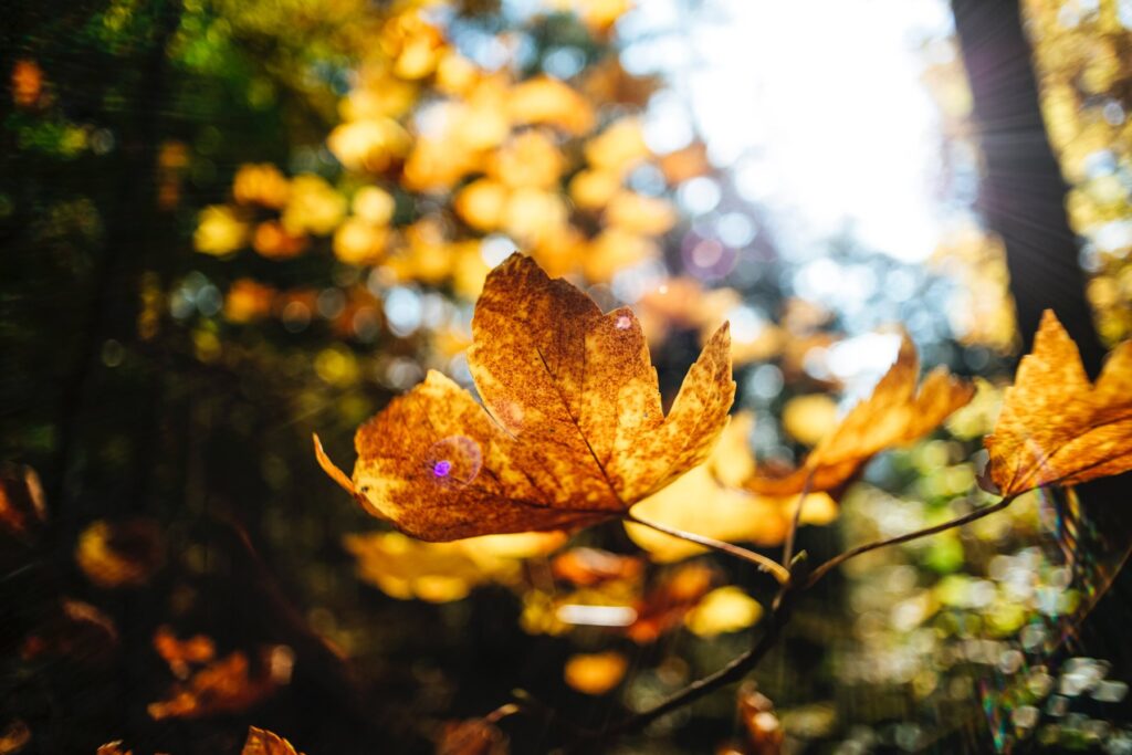 Fall Gardening