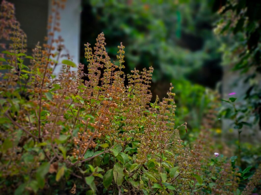 Vastu Tips for Wealth: Placing Money Plant with Tulsi for Prosperity