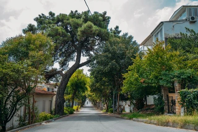 Quiet tree-lined residential street with houses on both sides