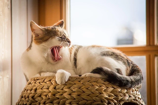 Four in Ten Italians Wake Up Tired: The Breakfast Rules That Could Change Everything