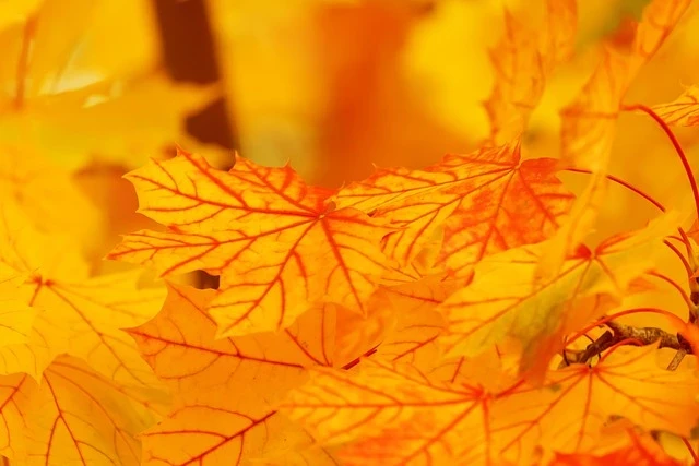 Poland's Golden Autumn: How Babie Lato Will Sweep Away the Early Chill