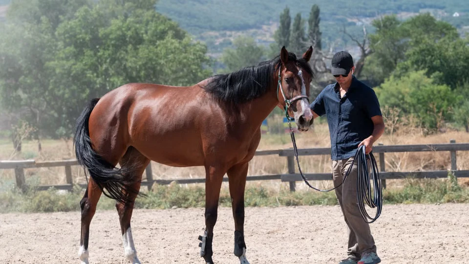 Capacidad 1: How Chile's First Cloned Horse Exposed the Ethical Fault Line in Human Cloning