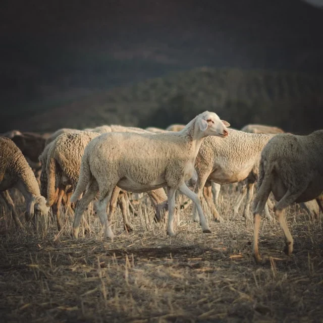 Rare Lamb Vanishes from Adelaide Hills Farm, Exposing the Cost of Livestock Theft