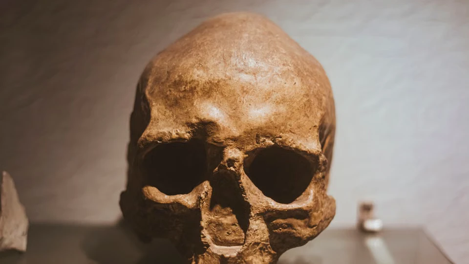 The Bones That Rewrote Prehistory: How 75,000-Year-Old Remains Reveal Neanderthal Violence and Compassion